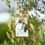 Olive Tree – #15 Container